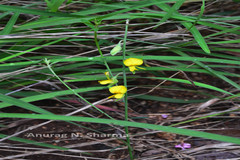 Crotalaria albida